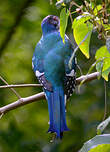 Trogon de Cuba