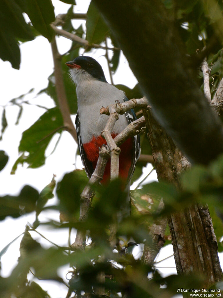 Trogon de Cuba