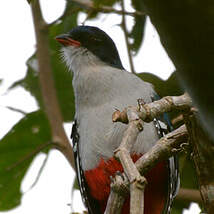 Trogon de Cuba