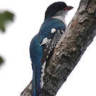 Trogon de Cuba