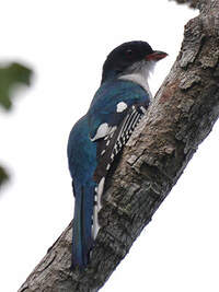 Trogon de Cuba