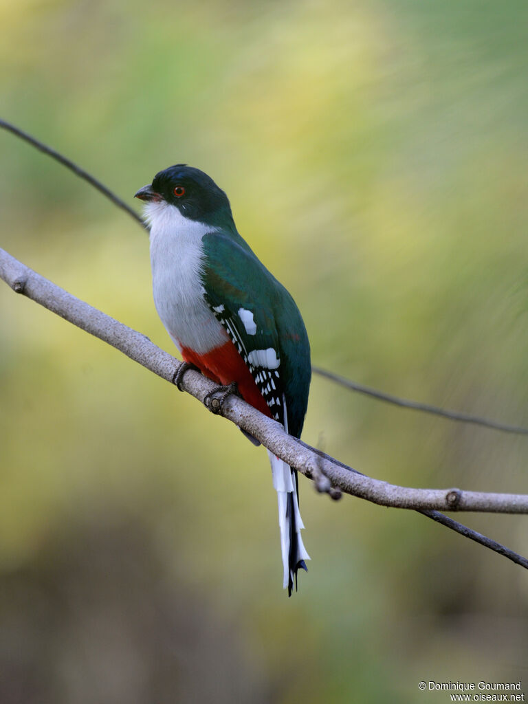 Trogon de Cuba