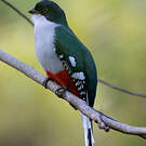 Trogon de Cuba