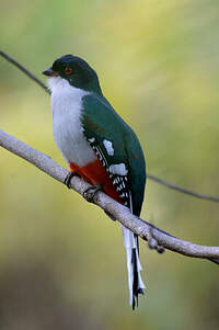 Trogon de Cuba