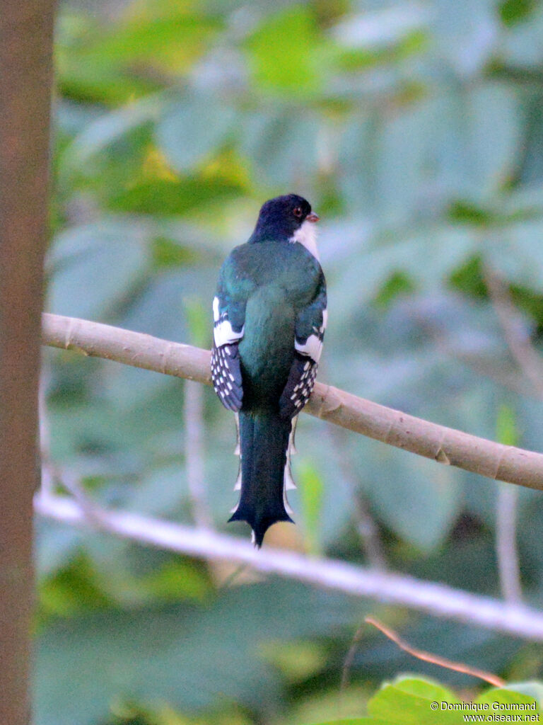 Trogon de Cubaadulte, identification