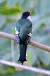 Trogon de Cuba