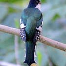 Trogon de Cuba