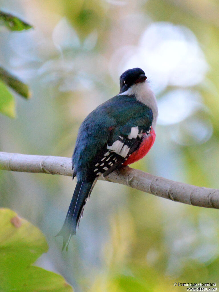Trogon de Cubaadulte, identification
