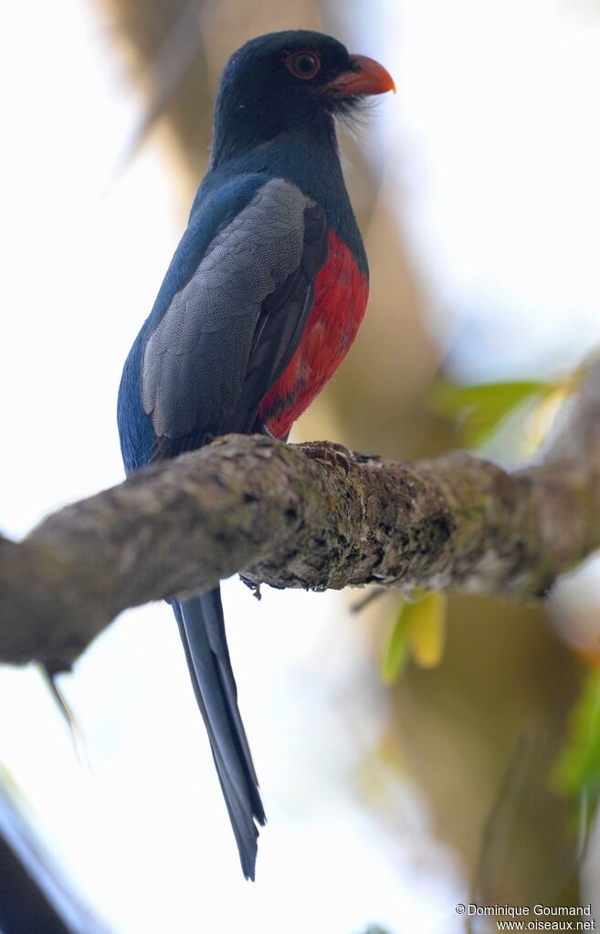 Slaty-tailed Trogon male adult