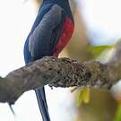 Trogon de Masséna