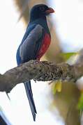 Slaty-tailed Trogon