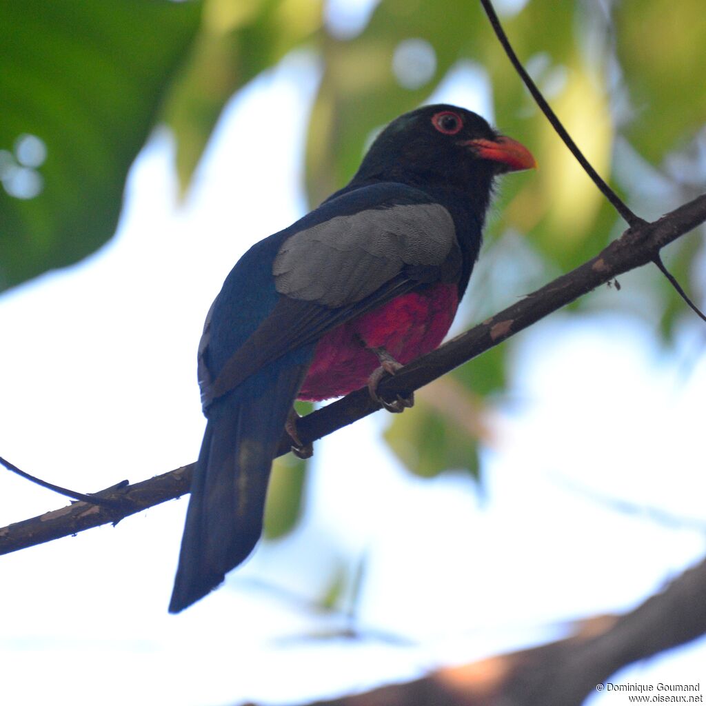 Slaty-tailed Trogon male adult