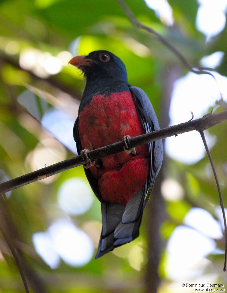 Slaty-tailed Trogon male adult