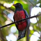 Trogon de Masséna