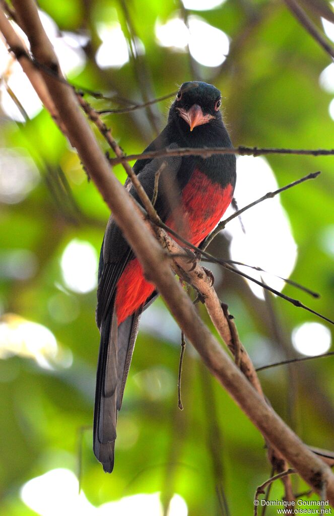 Slaty-tailed Trogon male adult