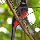 Trogon de Masséna