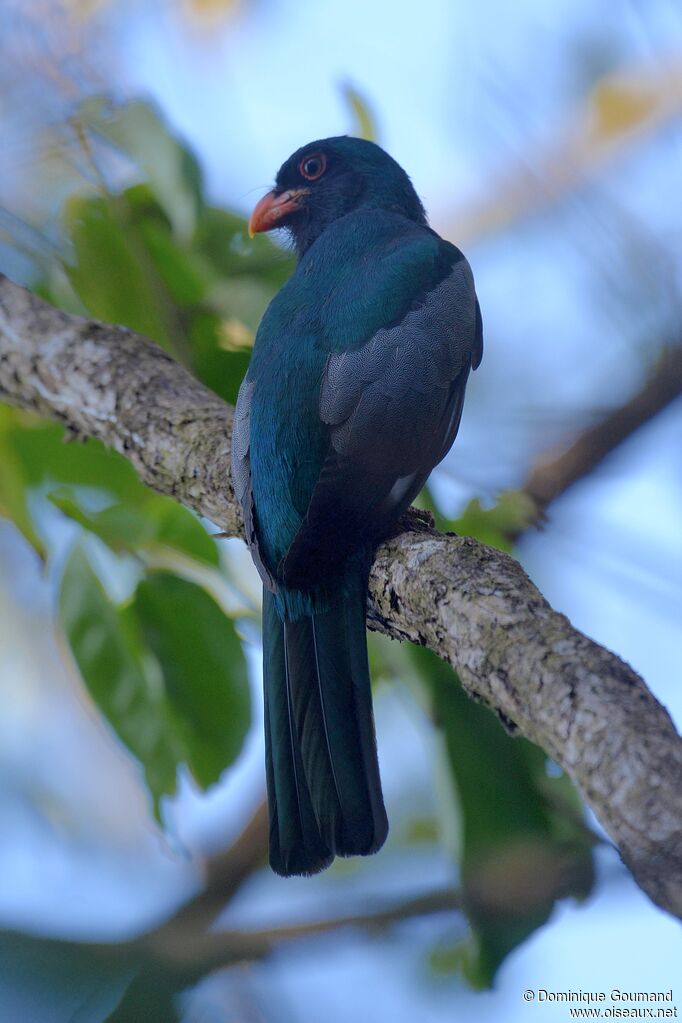 Slaty-tailed Trogon male adult