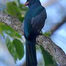 Trogon de Masséna
