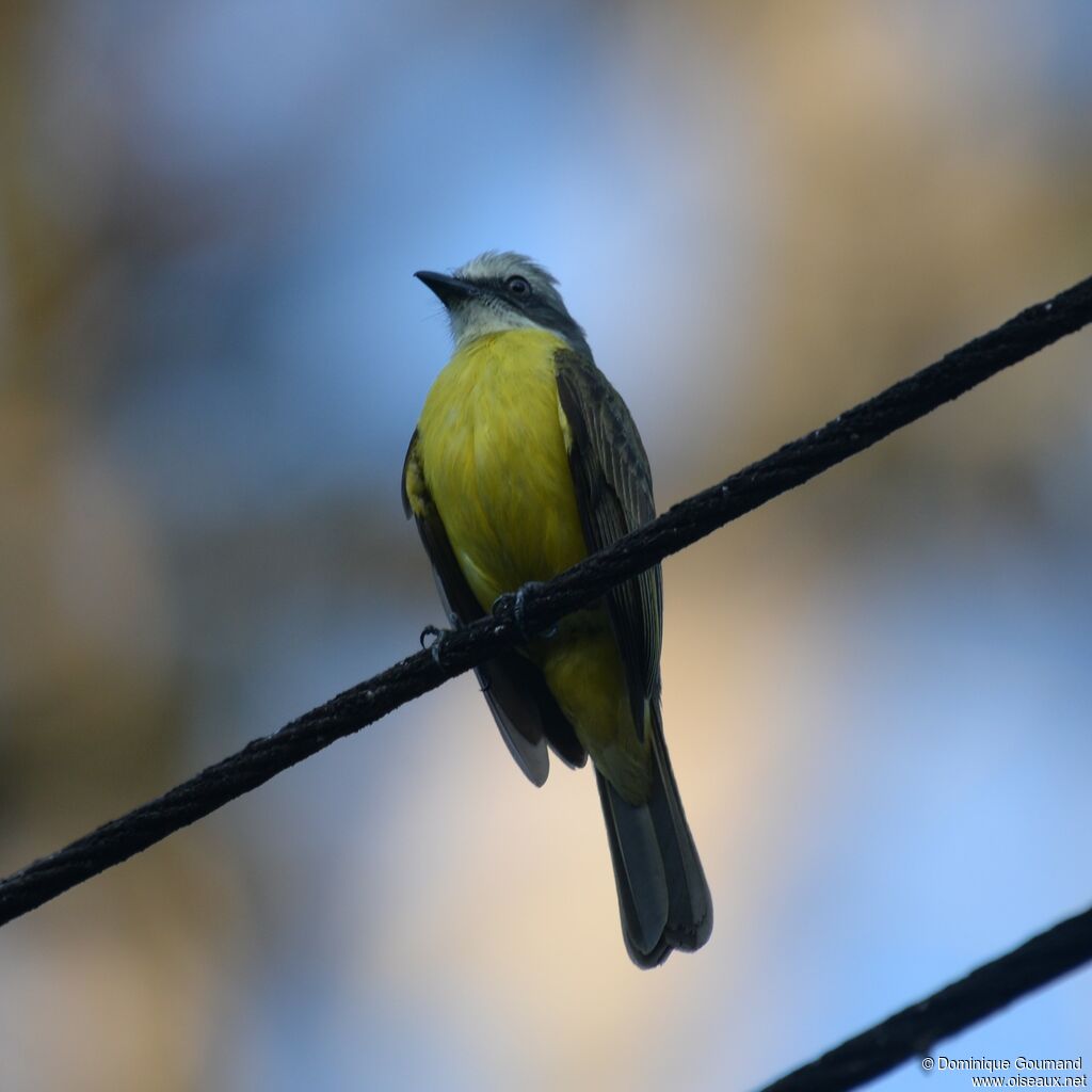 Grey-capped Flycatcheradult