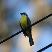 Grey-capped Flycatcher