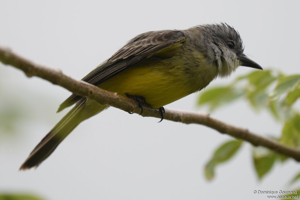 Tropical Kingbird