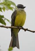 Tropical Kingbird