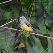 Tropical Kingbird