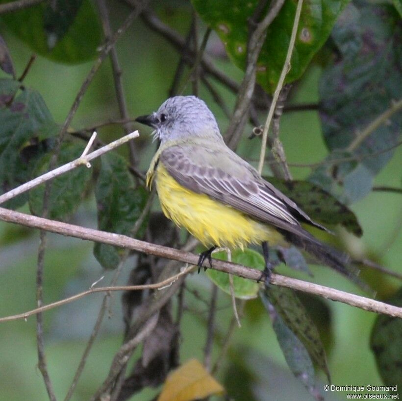 Tropical Kingbird