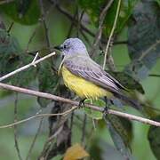 Tropical Kingbird