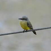 Tropical Kingbird