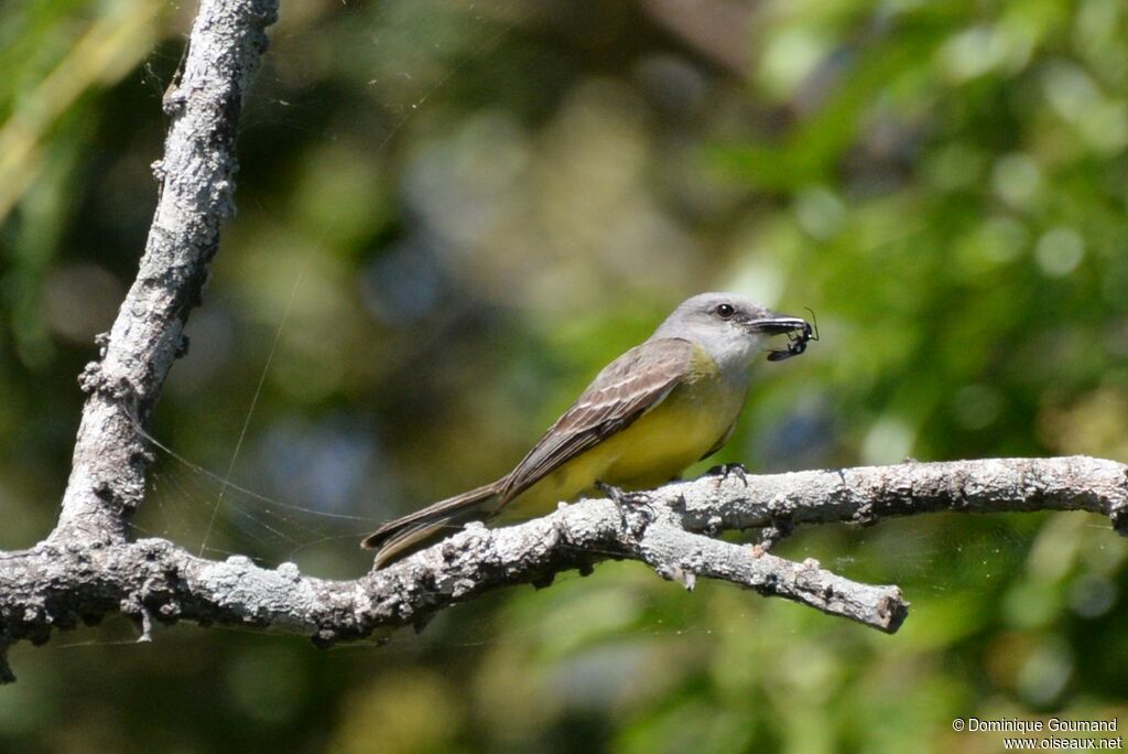 Tropical Kingbirdadult