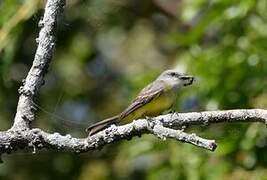 Tropical Kingbird