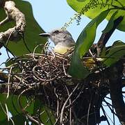 Tropical Kingbird