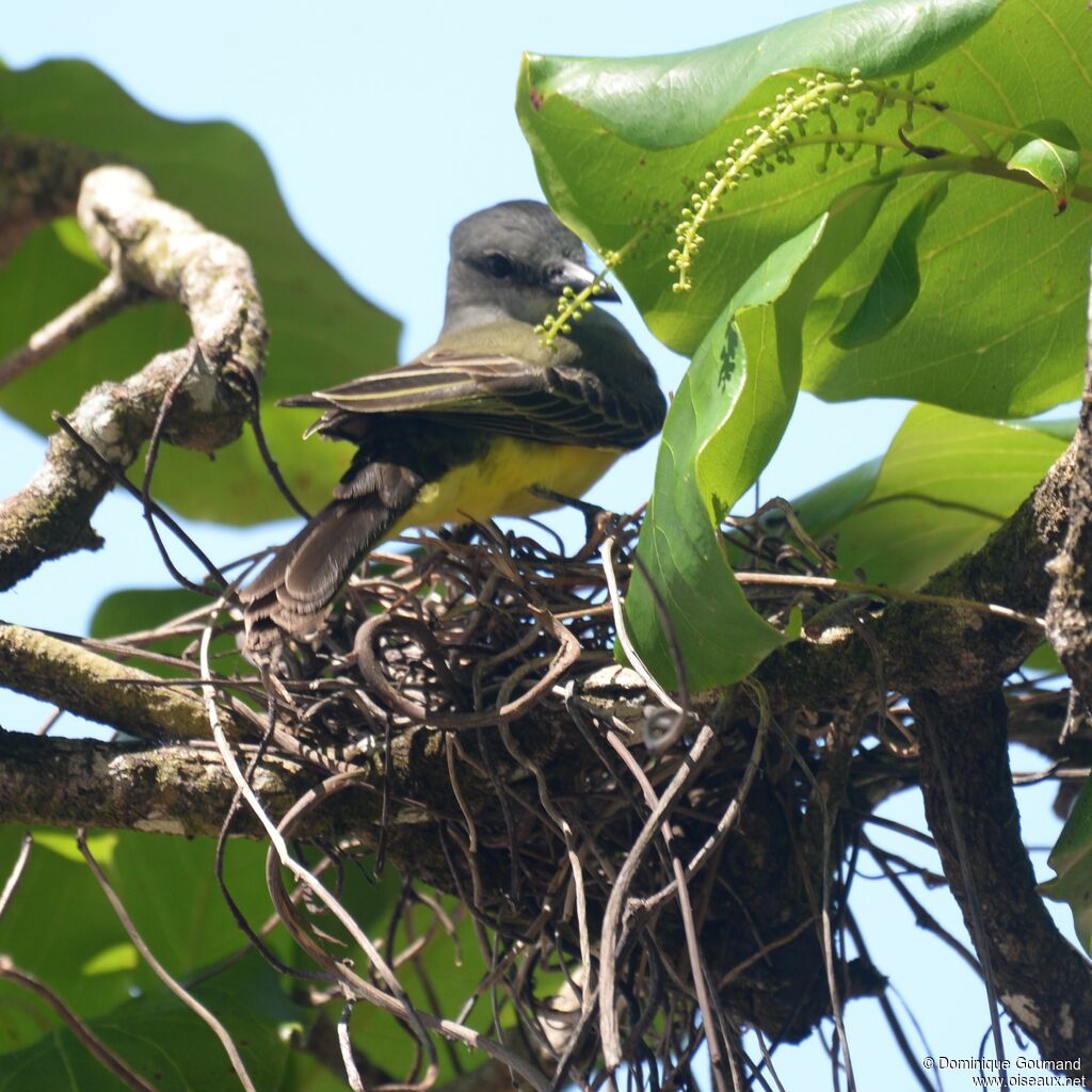 Tropical Kingbirdadult