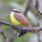 Great Kiskadee