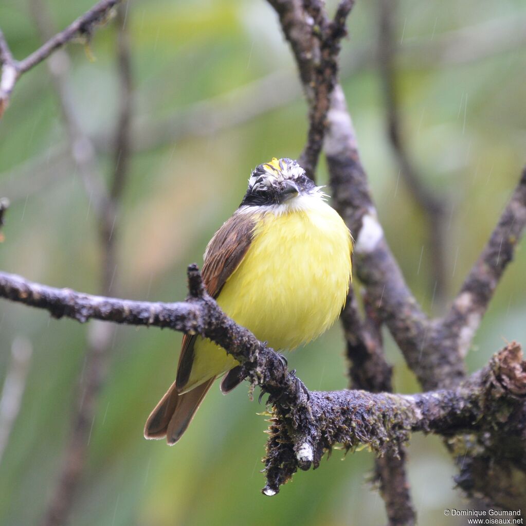 Great Kiskadee