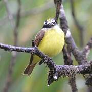 Great Kiskadee