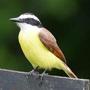 Great Kiskadee