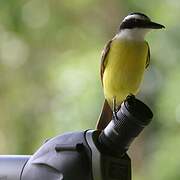 Great Kiskadee