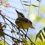 Great Kiskadee