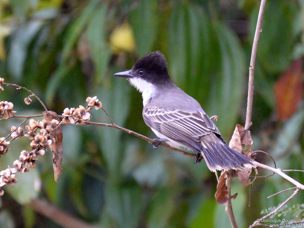 Tyran tête-policeadulte, identification