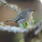 Mistletoe Tyrannulet