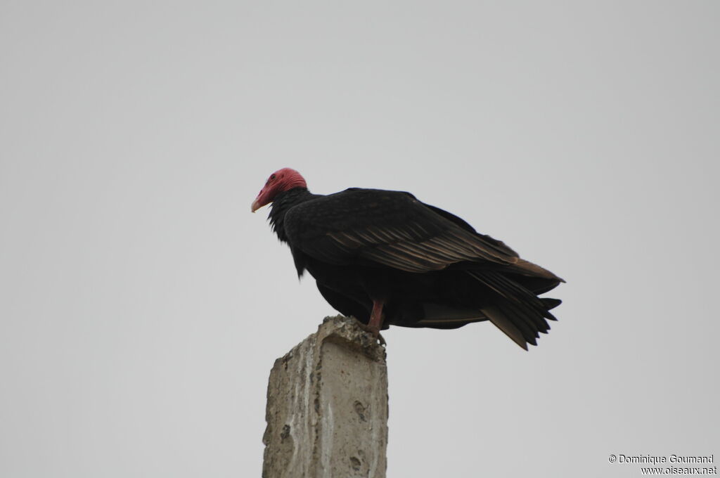 Urubu à tête rouge