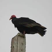 Turkey Vulture