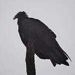 Urubu à tête rouge