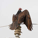 Urubu à tête rouge