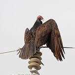 Urubu à tête rouge