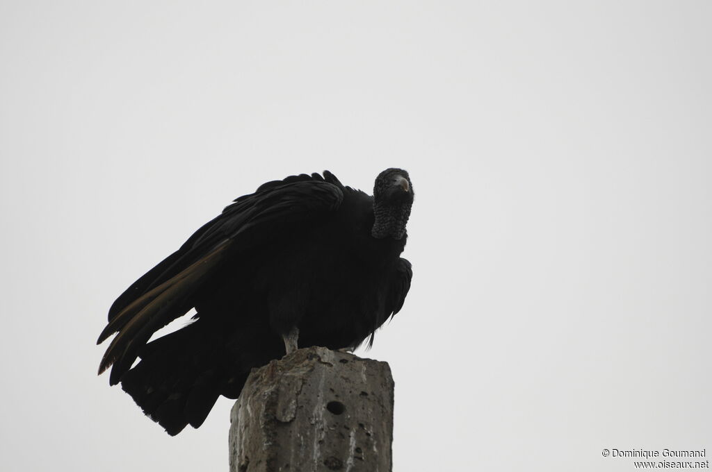 Black Vulture