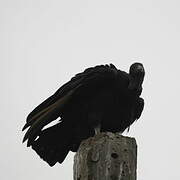 Black Vulture