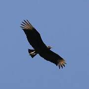 Black Vulture